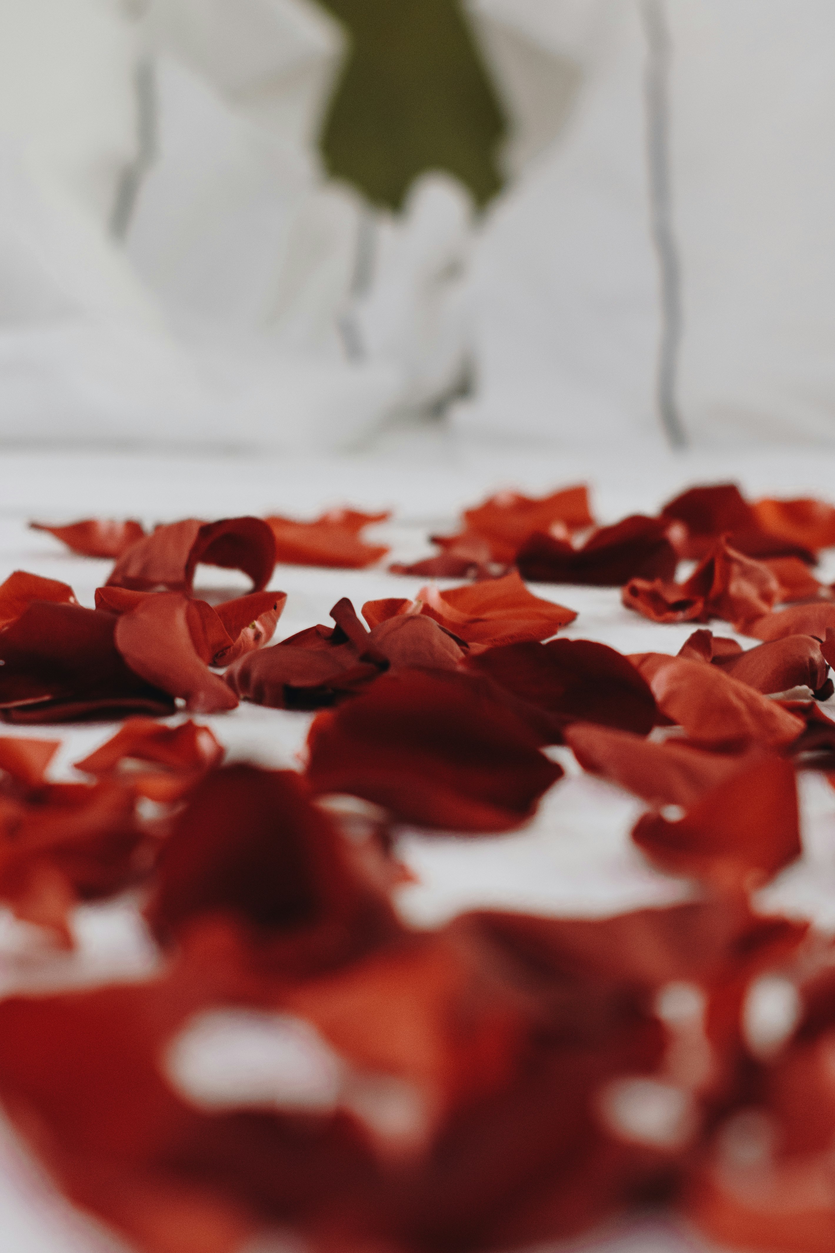 red petals on white textile
